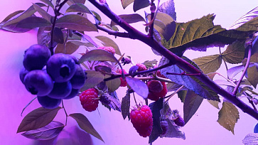 Био-лаборатория для выращивания малины – портал поставщиков НСППО - 2